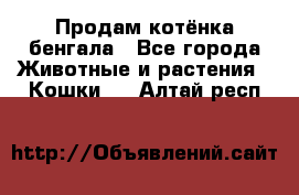 Продам котёнка бенгала - Все города Животные и растения » Кошки   . Алтай респ.